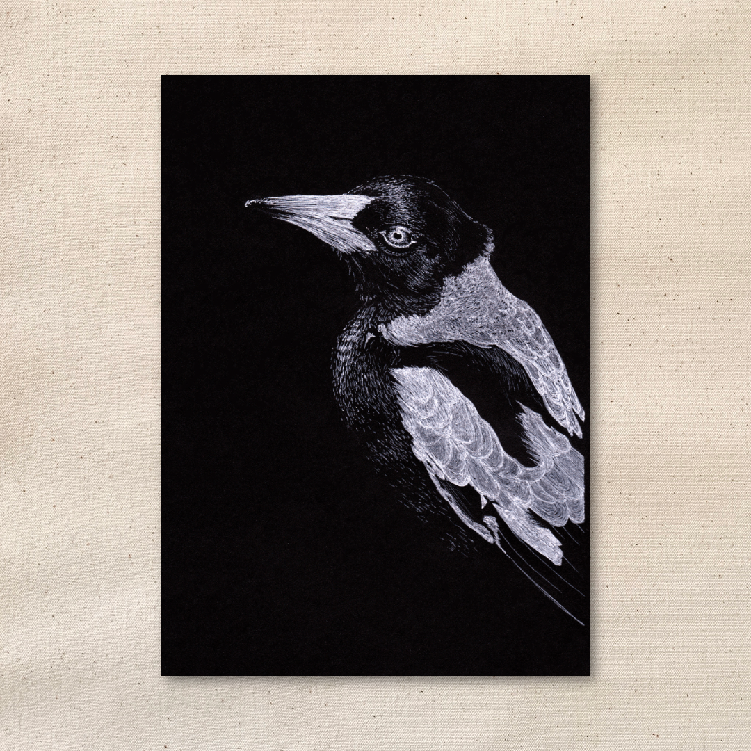 Australian Magpie | 5 x 7 Art Print