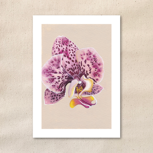 Moth Orchid | Art Print
